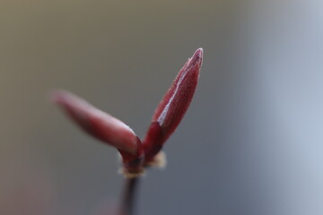bud of a flower
