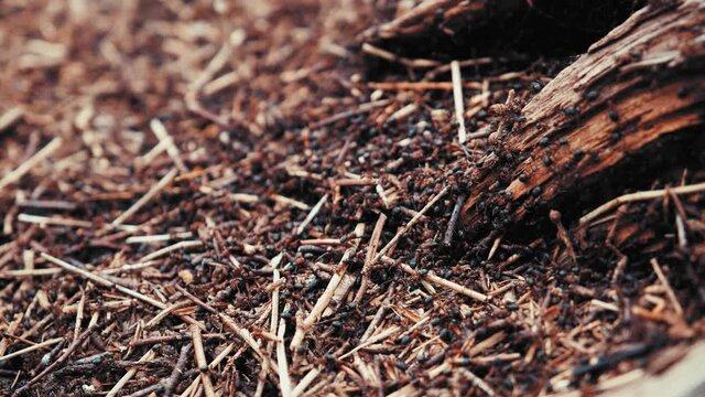 Swarm of Black Ants Insects Cooperating while Building an Ant Colony Hive Nest Slow Motion
