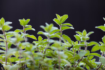 Fototapeta na wymiar Organic peppermint plants on a dark background, selective focus. Aromatic plants concept.