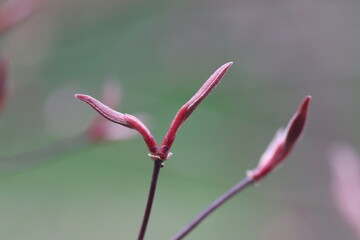 close up of pink flower