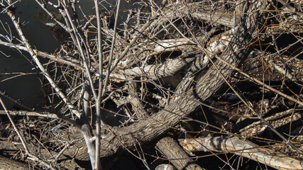 Old poplar trees over the river water.