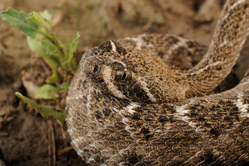 serpiente de cascabel