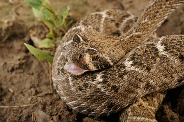 serpiente de cascabel