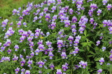 violet flowers in the garden