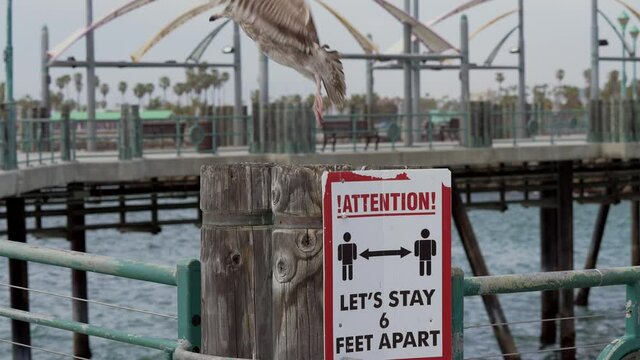 This Video Shows A Seagull Perched On Top Of A Social Distancing Sign At A Pier Seagull And Then Flying Off In Slow Motion.