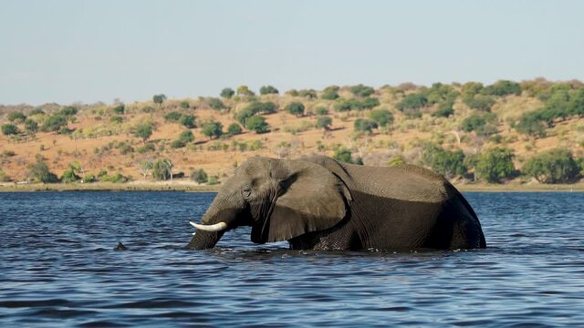 Rare sighting of Elephant crossing the mighty Zambezi river in Africa