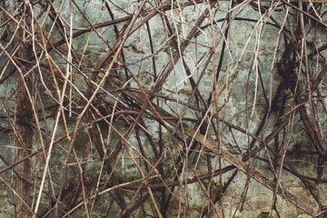 Background texture. Dry vine on aged gray concrete wall. Copy space