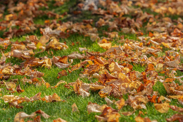 fallen leaves in a green grass fall season
