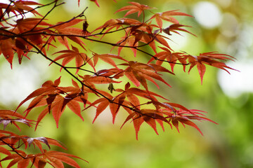 春の真っ赤なモミジ