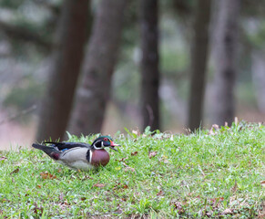 Obraz premium Wood Duck, male