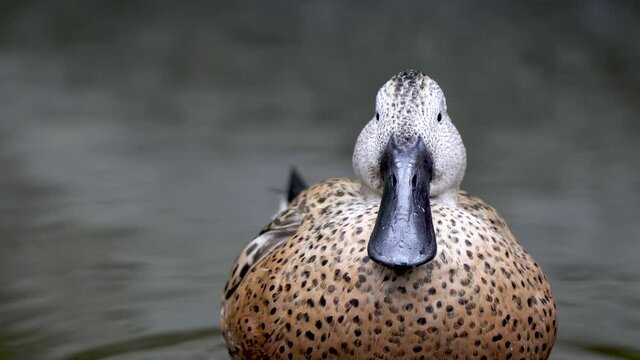 Close up of a red shoveler duck grooming its feathers with its spatula-shaped bill on a lake. Slow motion.