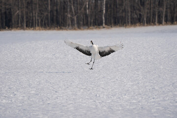 雪原に降り立つタンチョウ