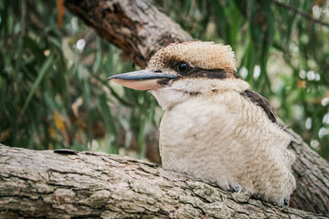 Extreme closeup of Laughing Kookaburra