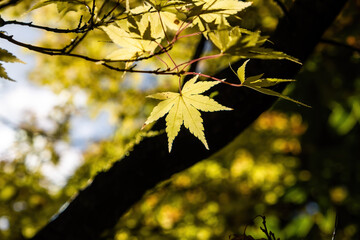 Yellow leaf in bright sunlight on blurred background - autumn theme