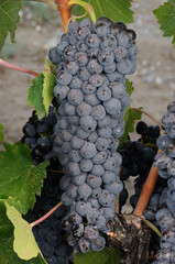 uvas de viñedo 