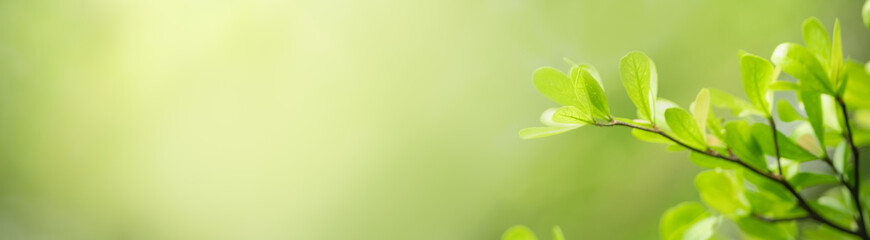 Closeup of beautiful nature view green leaf on blurred greenery background in garden with copy space using as background cover page concept.