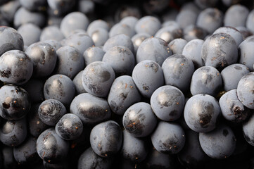 uvas de viñedo 