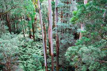 Tall eucalyptus trees rising high above ferns in Australian temperate rainforest