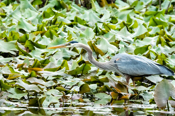 Great blue heron