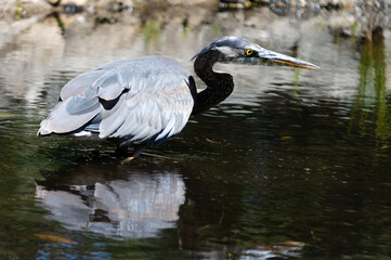 Heron