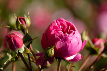 Pink Rose