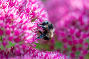 A macro of a bumblebee sucking the nectar from a bright pink vibrant sedum flower. The honeybee has yellow and black stripes on its hairy body, with six long legs, and two antennas.