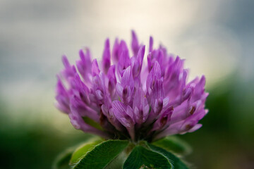 Purple flower in bloom on blurred background