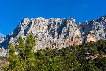 The majestic white mountain range and pine forest at its foot