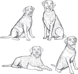 DOG ILLUSTRATED - LINE DRAW