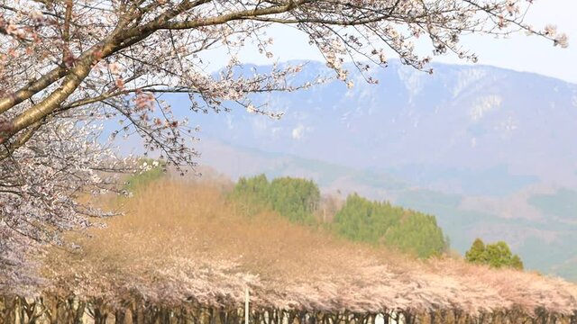 桜並木　青空　イメージ
