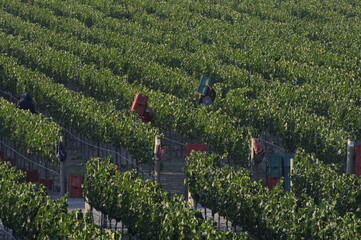 vi&ntilde;edo cosecha