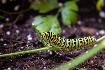 Caterpillar on branch featuring garden, caterpillar, and rain