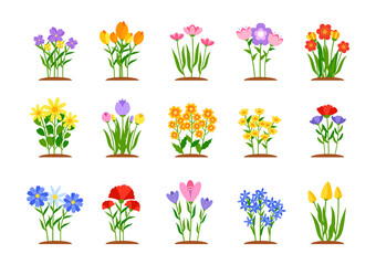 Set of spring garden flowers in flat style. Early garden flower beds with growing colored tulips, daffodils or daisies. Forest nature springtime landscape design element. Isolated vector illustration