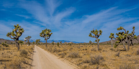 Landscape of Joshua Tree National Park in March