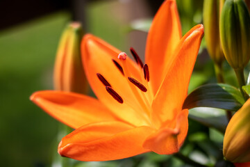 Orange lily featuring flowers, spring, and sun