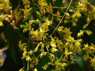 Goldenrain tree, or Koelreuteria paniculata, yellow flowers, and a honey bee