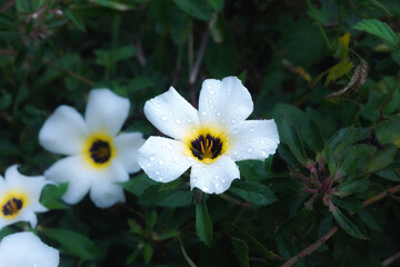Flor Blanca de Panam&aacute; 