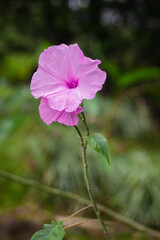 flowers in Panam&aacute; 
