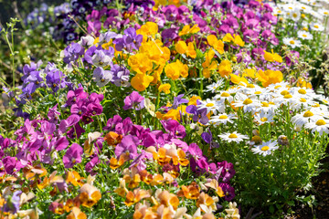 色とりどりに咲き乱れる花々