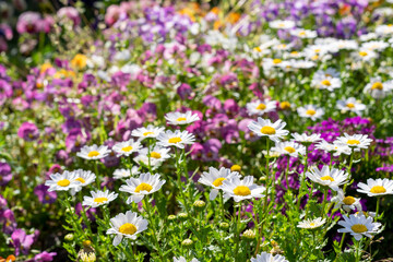 Naklejka premium 色とりどりに咲き乱れる花々