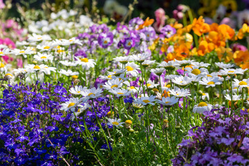 色とりどりに咲き乱れる花々