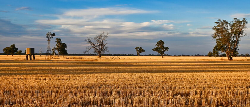 Wide Sweeping Wheat Paddock in Late Afternoon