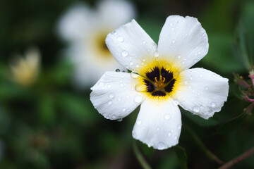 White flower of cocle.