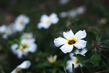 Beautiful flower of Panam&aacute;
