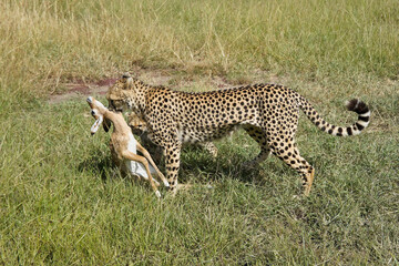Accompanied by her hungry cub, a female cheetah carries a freshly caught young impala, Masai Mara Game Reserve, Kenya