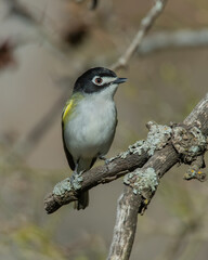 Black Capped Vireo