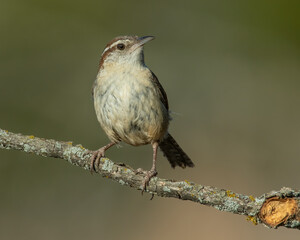 Carolina Wren