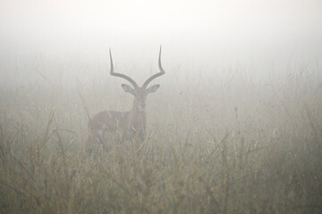 Male impala standing in long grass on a misty morning, Masai Mara Game Reserve, Kenya