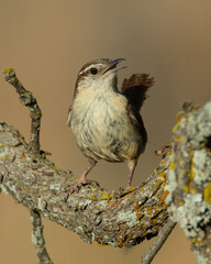 Carolina Wren
