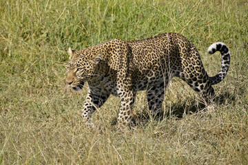 Leopard walking in long grass at midday, Masai Mara Game Reserve, Kenya